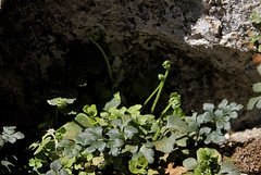 Asplenium ruta - muraria, doradille des murs