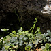 Asplenium ruta - muraria, doradille des murs