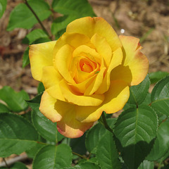 Yellow rose