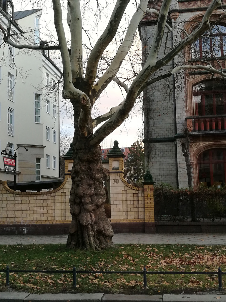In den Straßen Dresdens
