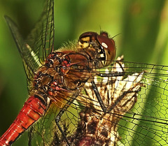 Ruddy Darter