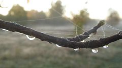 Wassertropfen, Spinnenfäden und Bodennebel