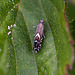 20110519 2770RMw [D~MI] Rundstirnmotte (Glyphipterix thrasonella), Großes Torfmoor, Hille