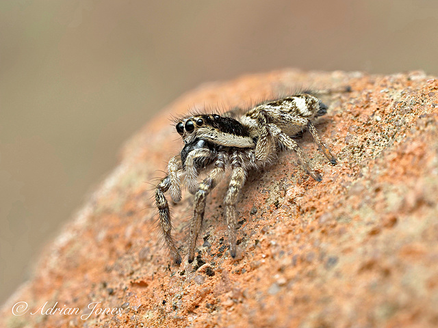 Salticus scenicus