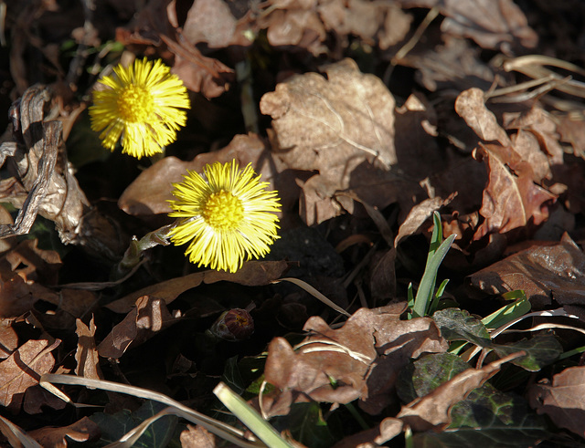 Huflatich - (Tussilago farfara)