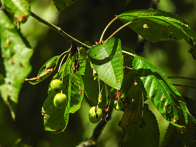 20230531 0398CPw [D~LIP] Vogel-KIRSCHE (Prunus avium), UWZ, Bad Salzuflen