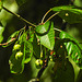 20230531 0398CPw [D~LIP] Vogel-KIRSCHE (Prunus avium), UWZ, Bad Salzuflen