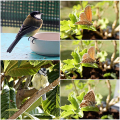 le bonheur au jardin en ce début d'automne