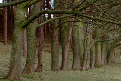 A line of trees