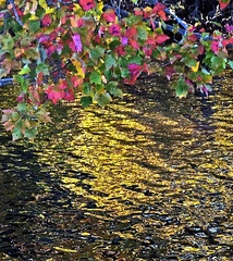 Golden reflections