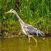 Heron