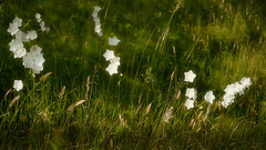 Weiße Blüten im Streiflicht