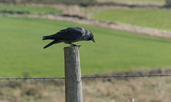 Jackdaw on a fence post Jackdaw on a fence post