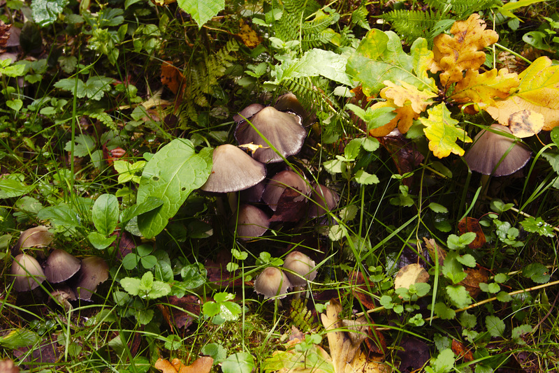 Białowieża forest