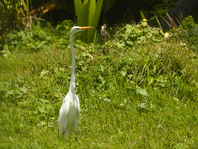 Great Egret, Nariva Swamp afternoon, Trinidad