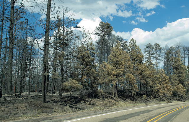 Jemez Trail Fire, NM (# 0953)