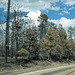 Jemez Trail Fire, NM (# 0953)