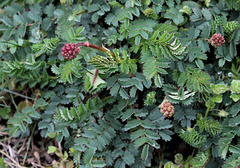 Sanguisorba minor - petite sanguisorbe - pimprenelle