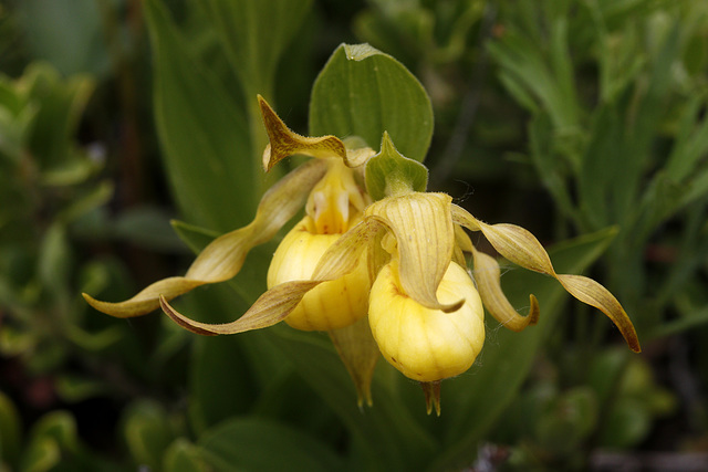 Large Northern Yellow Lady's Slipper