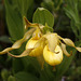 Large Northern Yellow Lady's Slipper