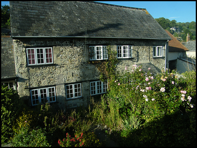 summer roses at Spring Cottage