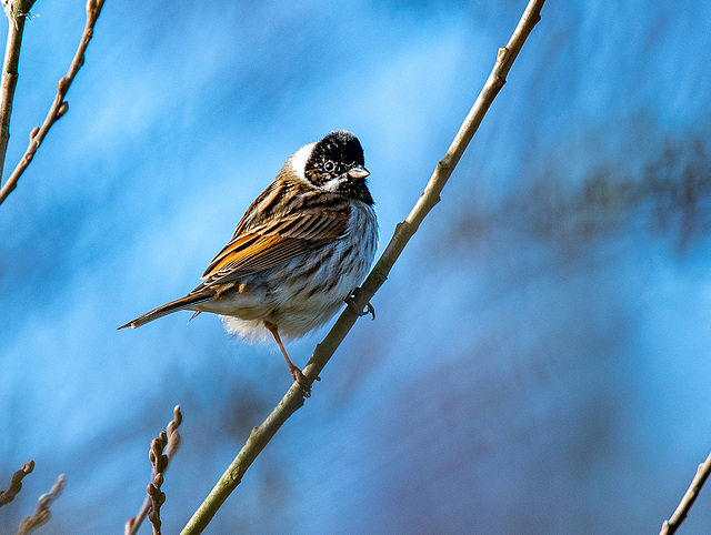 Reed bunting