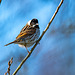 Reed bunting