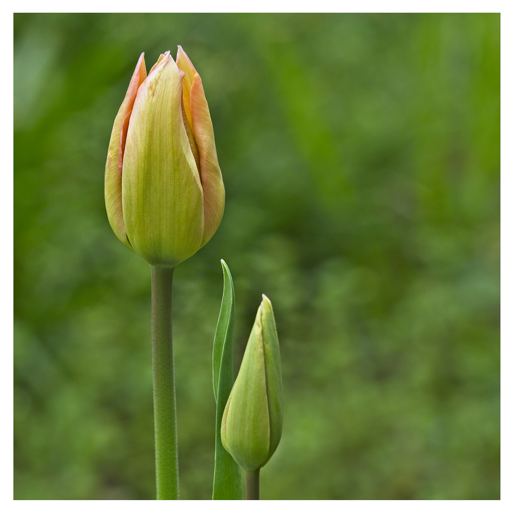 Tulips Awakening