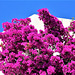 Gorgeous bouganvillea against the hotel wall