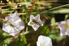 Schwebfliege (Scaeva pyrastri) auf Ackerwinde