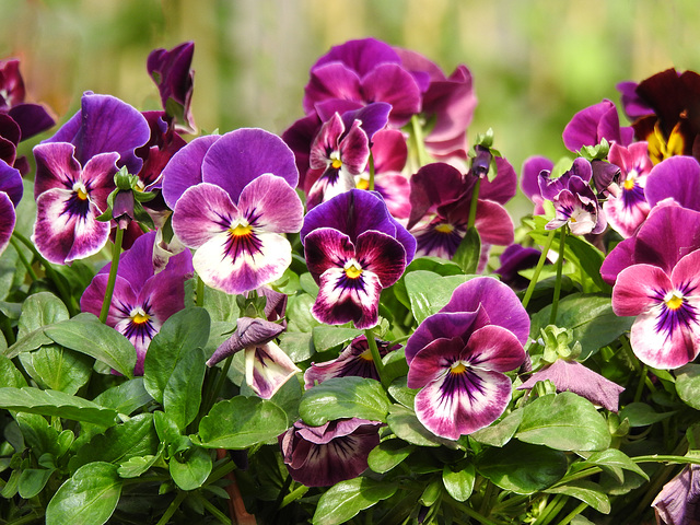 Pansies