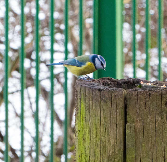 Blue tit