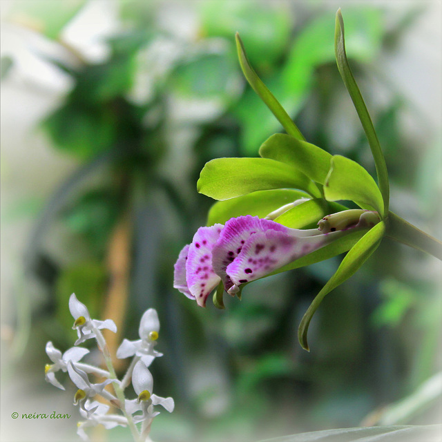 Brassocattleya binosa  (5)