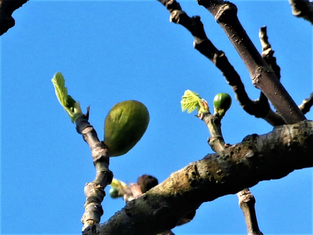 The fig fruit