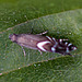 20110519 2771RMw [D~MI] Rundstirnmotte (Glyphipterix thrasonella), Großes Torfmoor, Hille