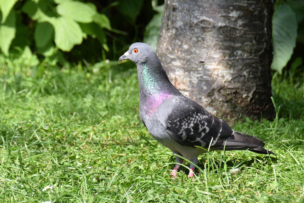 Stock Dove