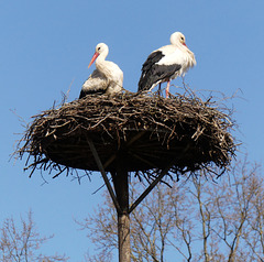 Sie haben ihr Nest wieder gefunden