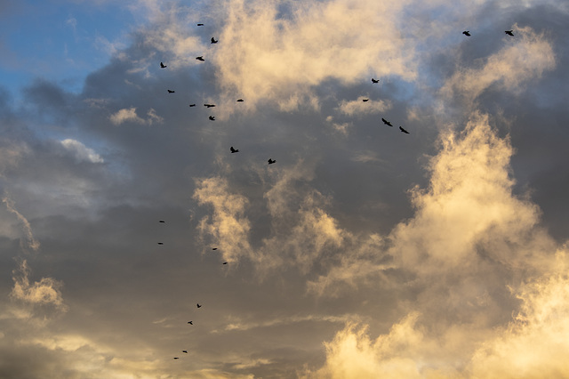 Jackdaws heading to roost through steamy clouds