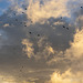 Jackdaws heading to roost through steamy clouds