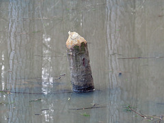 Stump of tree cut by beaver