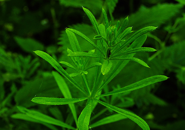 20230531 0399CPw [D~LIP] Kletten-Labkraut (Galium aparine agg), UWZ, Bad Salzuflen