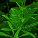 20230531 0399CPw [D~LIP] Kletten-Labkraut (Galium aparine agg), UWZ, Bad Salzuflen