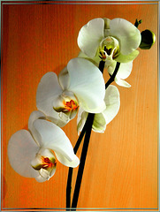 Orchids at dusk... ©UdoSm