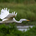 Great white egret