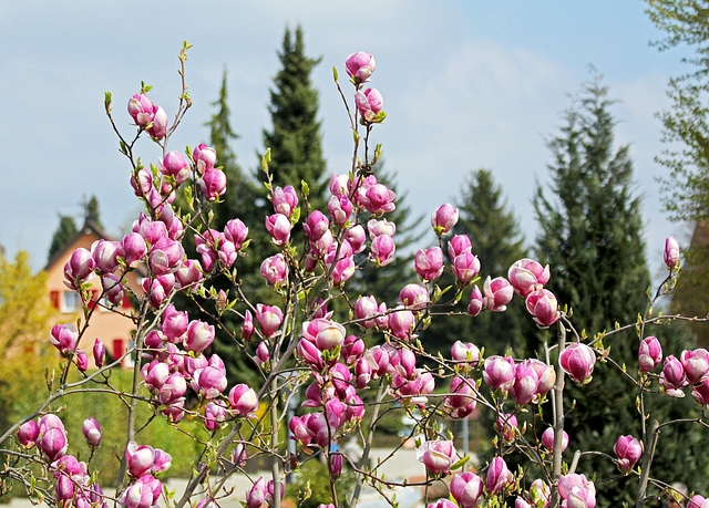 Magnolienblüten