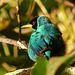 Green Honeycreeper male, hiding, Trinidad