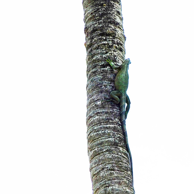 Common (?) Iguana /  Iguana iguana, Nariva Swamp afternoon, Trinidad