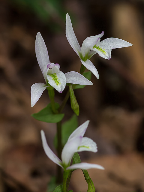 Triphora trianthophoros (Three-birds orchids)