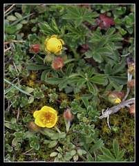 Potentilla verna- potentille printanière