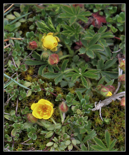 Potentilla verna- potentille printanière